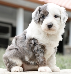 How to Choose the Right Sheepadoodle Breeder